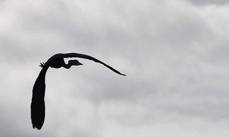 heron flying silhouette
